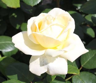 Роза La Perla (Ла Перла) 