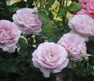 Роза La Rose du Petit Prince (Ля Роз дю Пти Принс) 