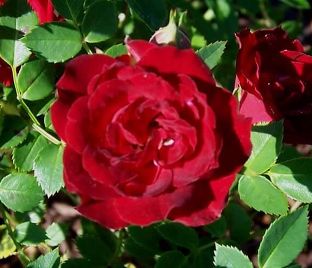 Роза Red Cascade (Рэд Каскад)