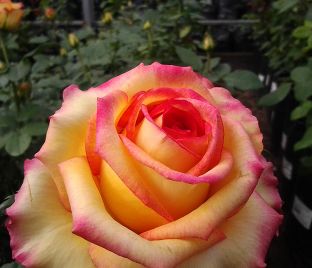 Роза True Color (Тру Колор) 
