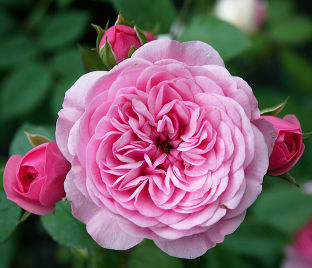 Роза Starlet-Rose Eva (Старлет Роз Ева)