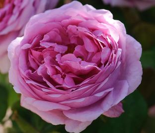 Роза Comte de Chambord (Комт де Шамбор)