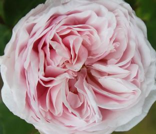 Роза Souvenir de la Malmaison (Сувенир де ля Малмэйзон)
