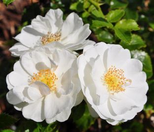 Роза штамбовая Innocencia (Инносенсия)