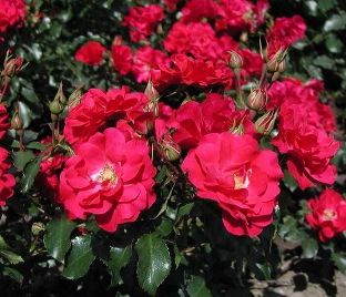 Роза штамбовая Rotilia (Ротилия)