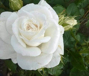 Роза штамбовая Annapurna (Аннапурна)
