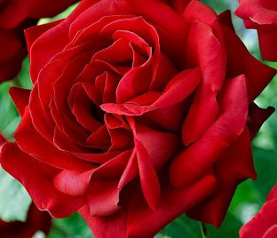 Роза штамбовая Dame de Coeur (Дам де Кёр)