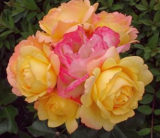 Роза штамбовая Lampion (Лампион)