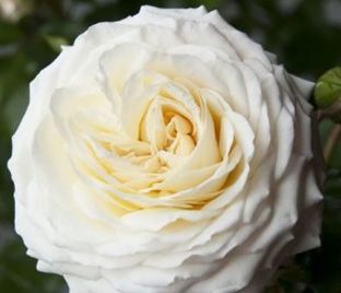Роза штамбовая Ledreborg (Ледреборг)