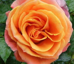 Роза штамбовая Mambo (Мамбо)