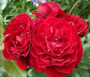 Роза штамбовая Red Abundance (Рэд Абанданс)