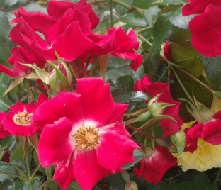 Роза штамбовая Red Swany (Рэд Свани)