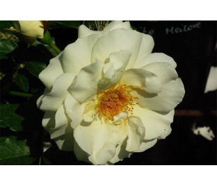 Роза штамбовая White Meilove (Уайт Мейлав)