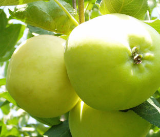 Яблоня Феникс алтайский – купить саженцы яблони в питомнике в Москве