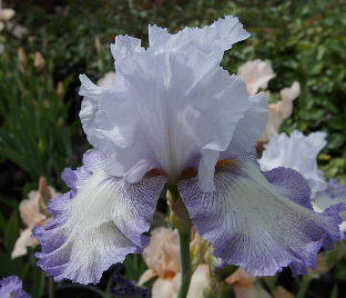 Ирис "Акома" (Iris Acoma)