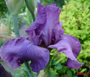 Ирис "Гуд Лукинг" (Iris Good Looking)