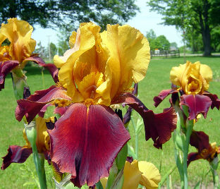 Ирис "Елоу Бургунд" (Iris Yellow Burgund)