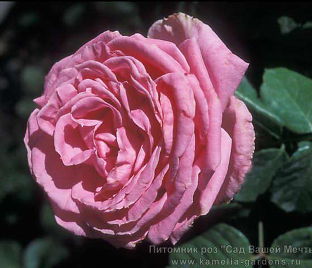 Роза Auguste Renoir (Огюст Ренуа)
