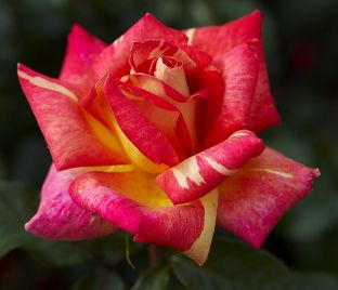 Роза Caribia (Карибия)
