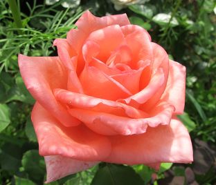 Роза Dolce Vita (Дольче вита)