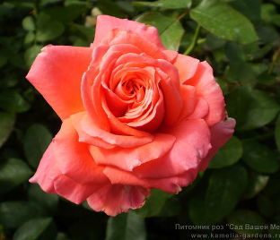 Роза Royal Deine (Роял Дейн) — фото 1