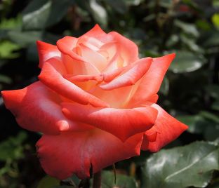 Роза Imperatrice Farah (Императрица Фара) — фото 1