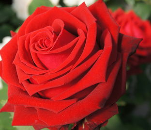 Роза Lovely red (Лавли ред) — фото 1