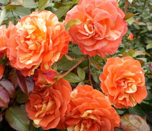 Роза Oranges and Lemons (Оранжс энд Лемонс)  — фото 1