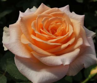 Роза Osiana (Осиана) 