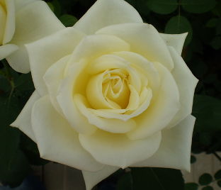 Роза Polarstern (Поларштерн) 