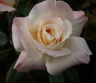 Роза Pristine Pavement (Пристайн Пэйвмент) 