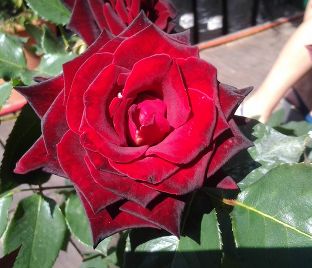 Роза Royal velvet (Роял велвет) 