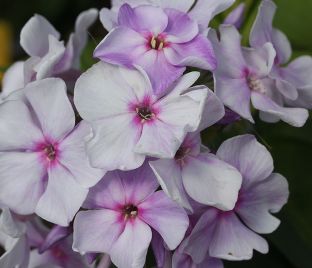 Флокс метельчатый Седая Нева