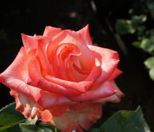 Роза Farfalla (Фарфалла)