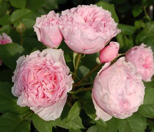 Роза Gartentraume (Гартентраум)