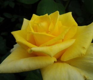 Роза Limona (Лимона)