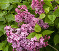 Сирень "Декларейшн" / Syringa hyacinthiflora "Declaration" — фото 3