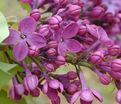 Сирень "Декларейшн" / Syringa hyacinthiflora "Declaration" — фото 4