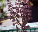 Сирень "Мисс Ким" / Syringa patula "Miss Kim" — фото 3