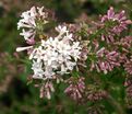 Сирень "Мисс Ким" / Syringa patula "Miss Kim" — фото 4