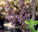 Сирень "Мисс Ким" / Syringa patula "Miss Kim" — фото 5