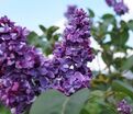 Сирень "Аделаида Дюнбар" / Syringa vulgaris "Adelaide Dunbar" — фото 3