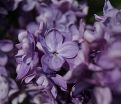 Сирень "Аделаида Дюнбар" / Syringa vulgaris "Adelaide Dunbar" — фото 4