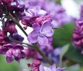 Сирень "Аделаида Дюнбар" / Syringa vulgaris "Adelaide Dunbar" — фото 5