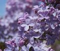 Сирень "Альберт Ф. Холден" / Syringa vulgaris "Albert F. Holden" — фото 2