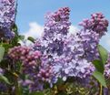 Сирень "Альберт Ф. Холден" / Syringa vulgaris "Albert F. Holden" — фото 3