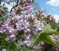 Сирень "Ателайн Вилбур" / Syringa vulgaris "Atheline Wilbur" — фото 2