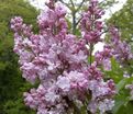 Сирень "Ателайн Вилбур" / Syringa vulgaris "Atheline Wilbur" — фото 3