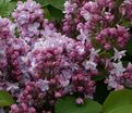 Сирень "Белль де Нанси" / Syringa vulgaris "Belle de Nancy" — фото 4