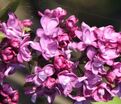 Сирень "Шарль Жоли" / Syringa vulgaris "Charles Joly" — фото 2